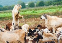 Jak napisać biznes plan podstawy przedsiębiorczości? Jak napisać biznes plan podstawy przedsiębiorczości?