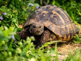 Jaka jest żywotność domów modułowych?